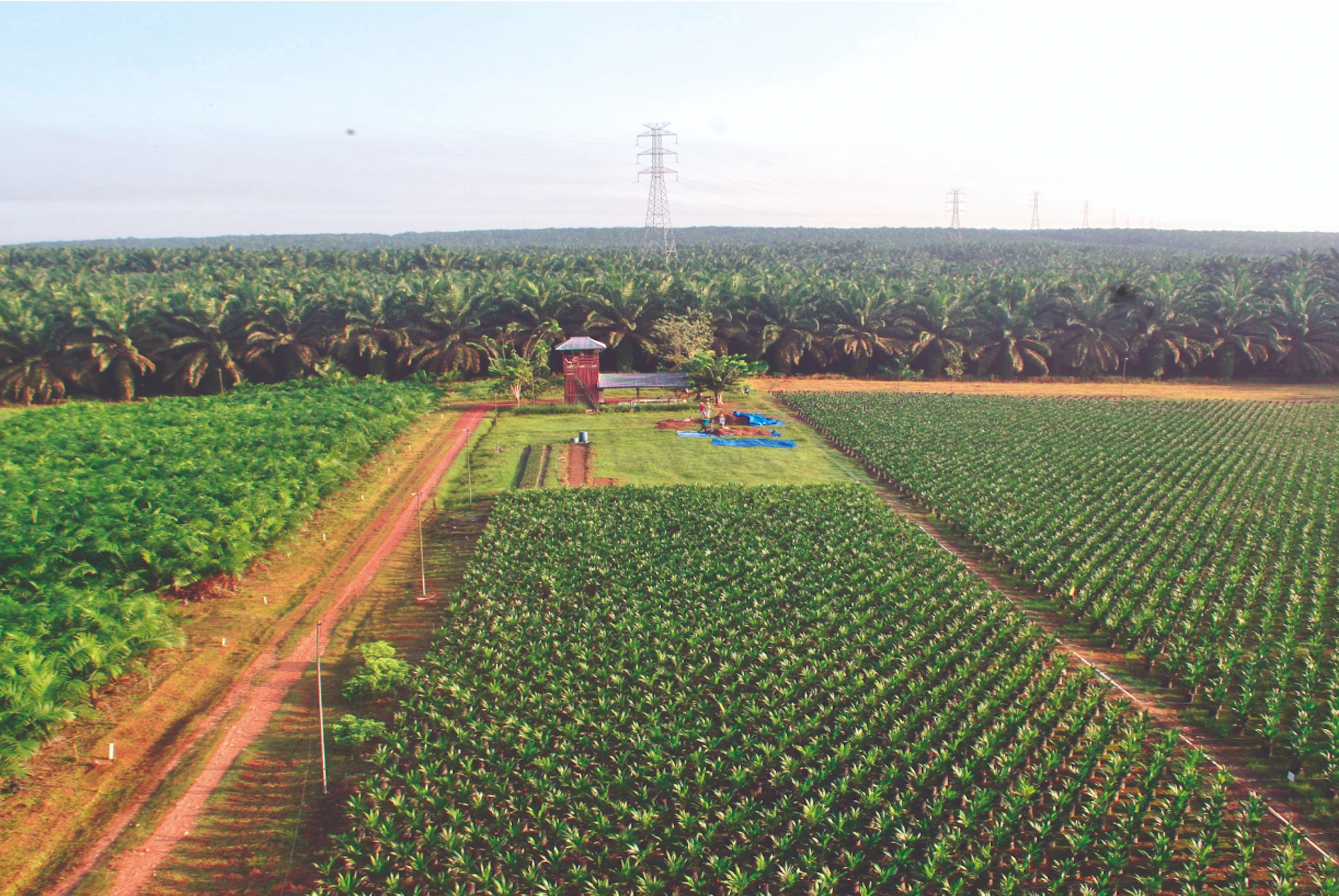 newly planted crops and fully grown trees